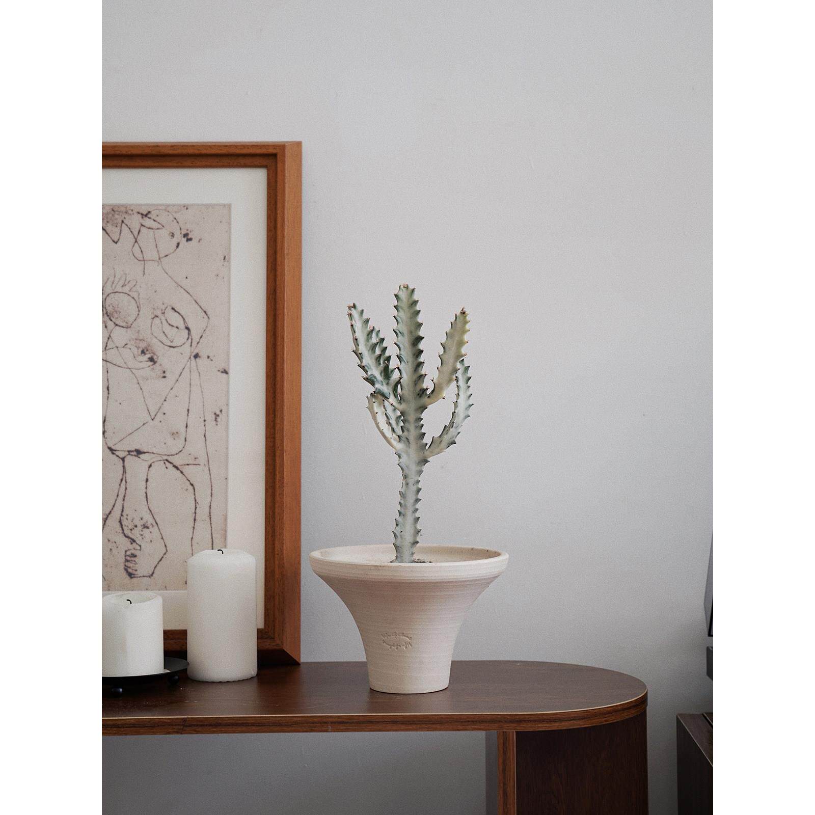 植物私生活 白龙骨龙骨带锦仙人掌小众耐旱耐寒懒人好养植物盆栽