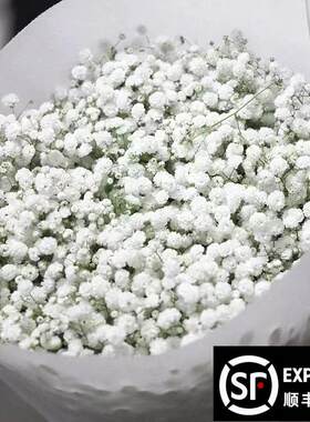 满天星鲜花云南昆明客厅装饰永生花干燥花家用插花礼物家居摆饰
