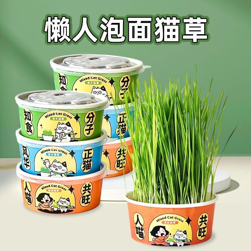 草猫泡面种子草杯猫草草自种猫品