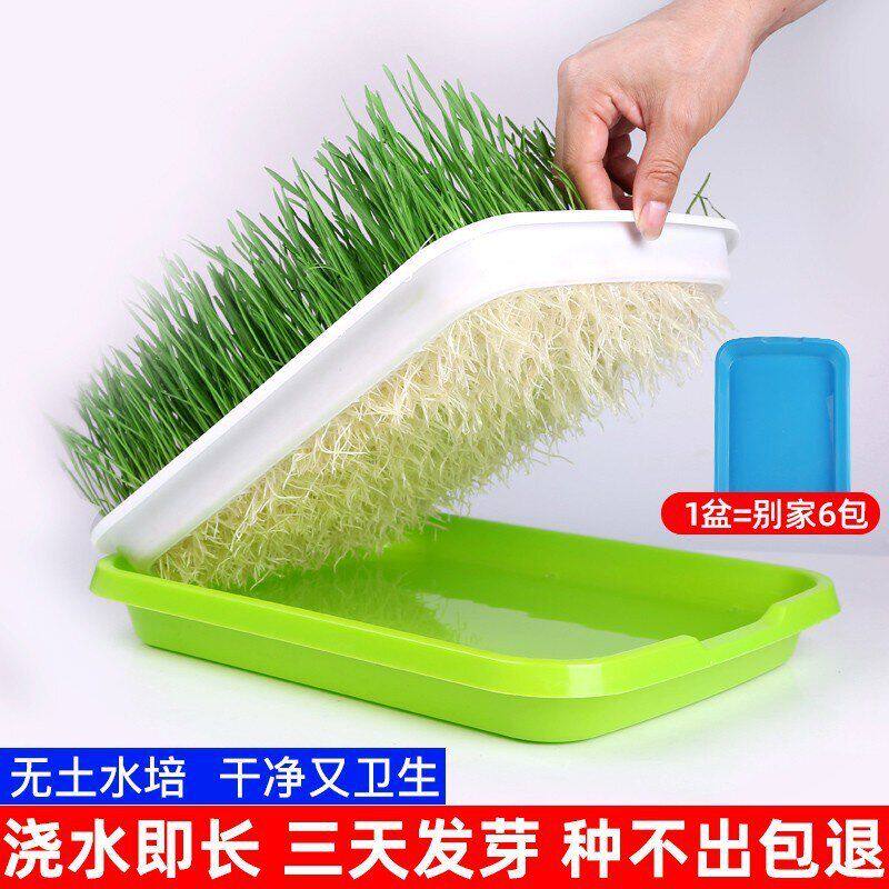 种植猫咪猫猫套装薄荷猫草草去