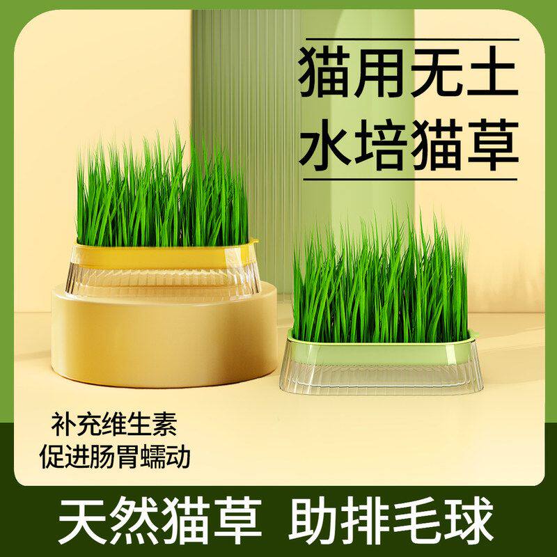 薄荷去猫咪草水草猫套装种子草