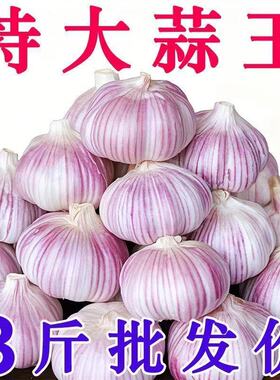 【超低价】金乡紫皮大蒜头干蒜批发新鲜便宜特大果多瓣红皮蒜正宗