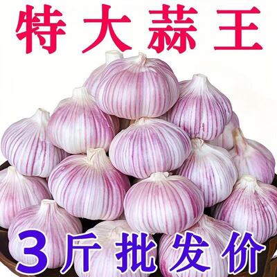 【超低价】金乡紫皮大蒜头干蒜批发新鲜便宜特大果多瓣红皮蒜正宗
