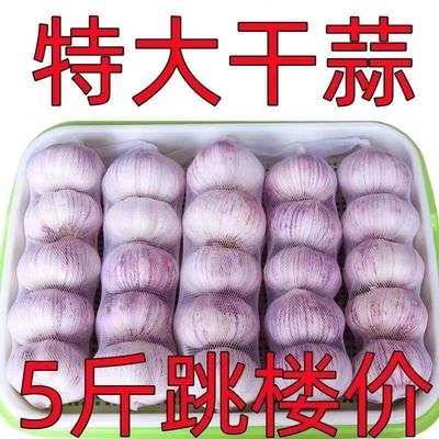 补贴】金乡大蒜新鲜干大蒜头5斤装蒜籽2025当季蔬菜批发紫皮大蒜