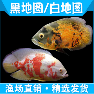 极速地图b鱼活体大型热带观赏鱼小地图鱼幼苗猪仔鱼风水黑白长尾