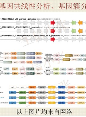单基因共线性分析、基因簇分析
