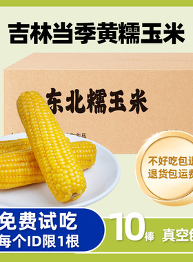 新鲜当年东北黄糯玉米段低脂代餐粗粮真空甜粘黄苞米小棒早餐代餐