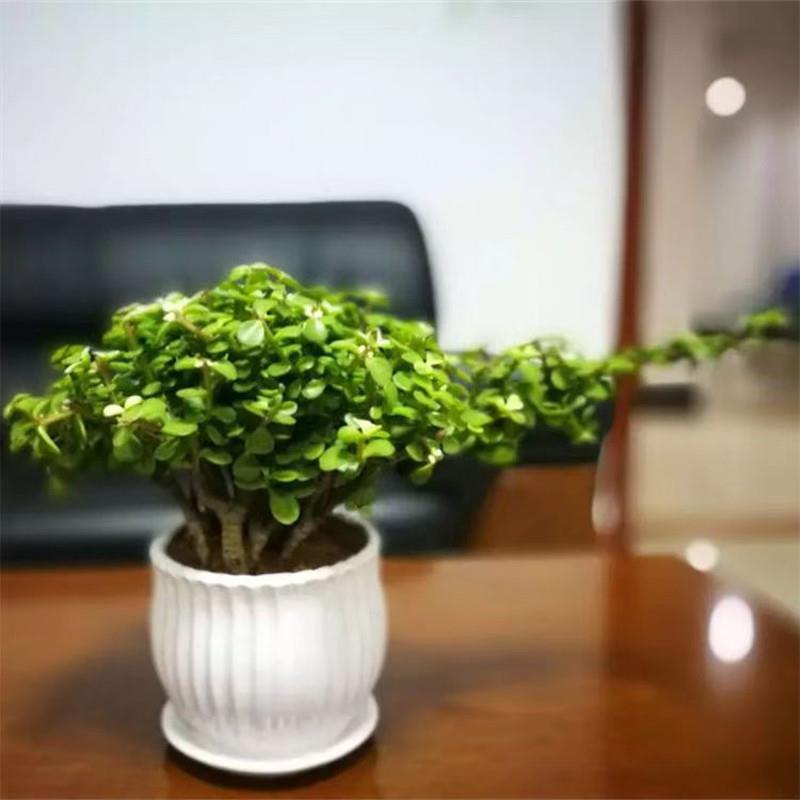 多肉植物金枝玉叶老桩盆景大象鼻款雅乐之舞老桩阳光盆栽净化空气