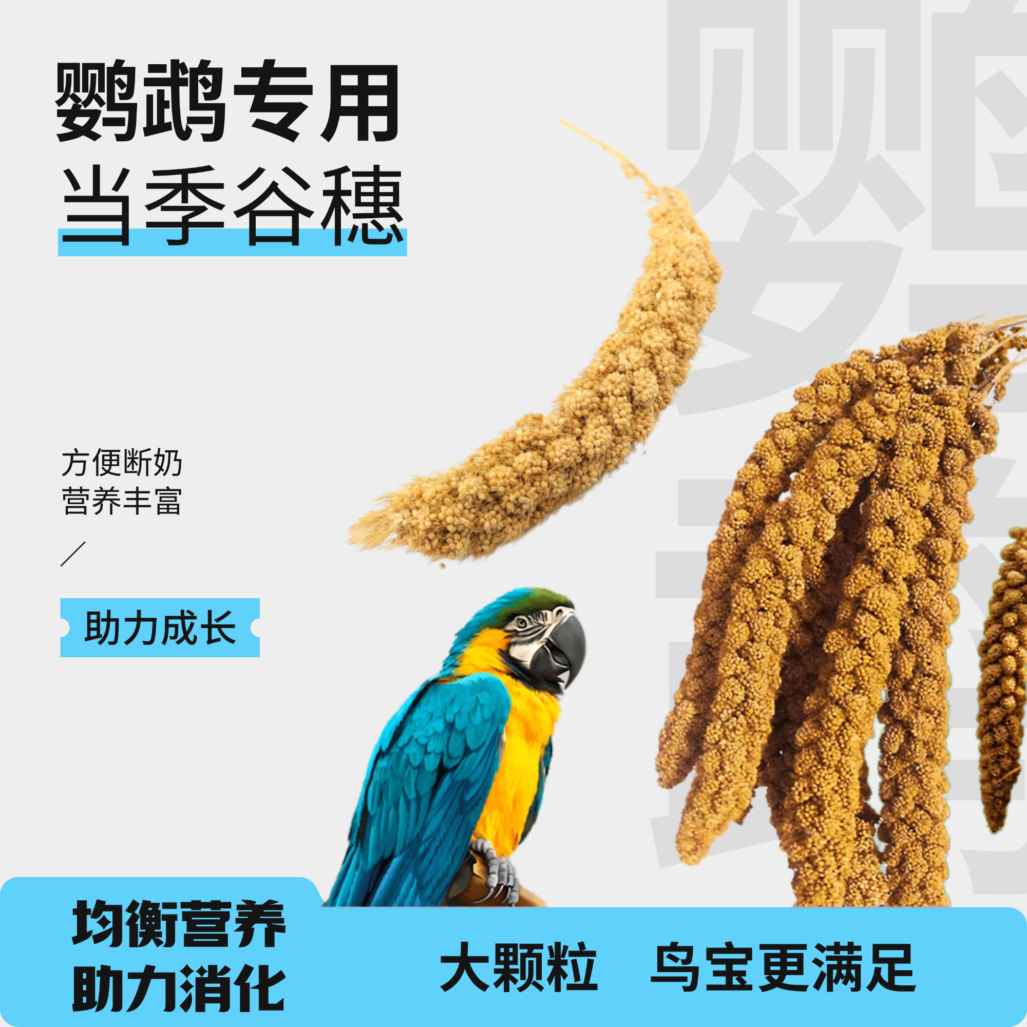 爱特尔鹦鹉学吃当季新鲜谷穗鸟食