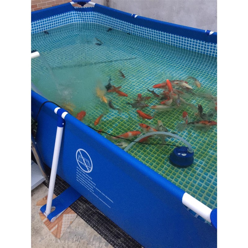 折叠鱼池锦鲤暂养池水族箱水池移动养鱼箱鱼苗繁殖海鲜池帆布鱼池