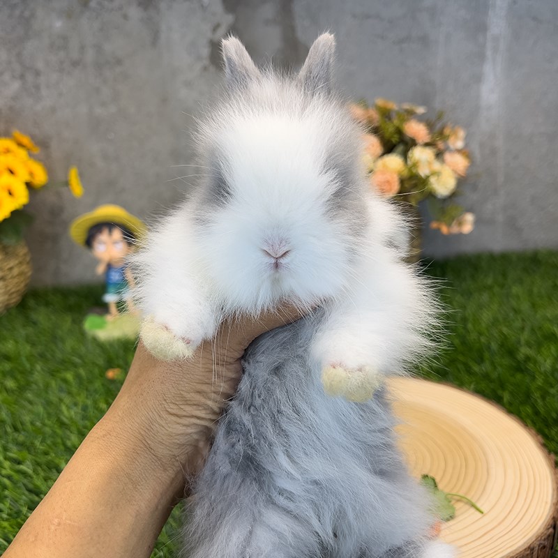 荷兰道奇猫猫兔侏儒兔子活物垂耳兔活体凤眼海棠兔长不大萌宠物兔
