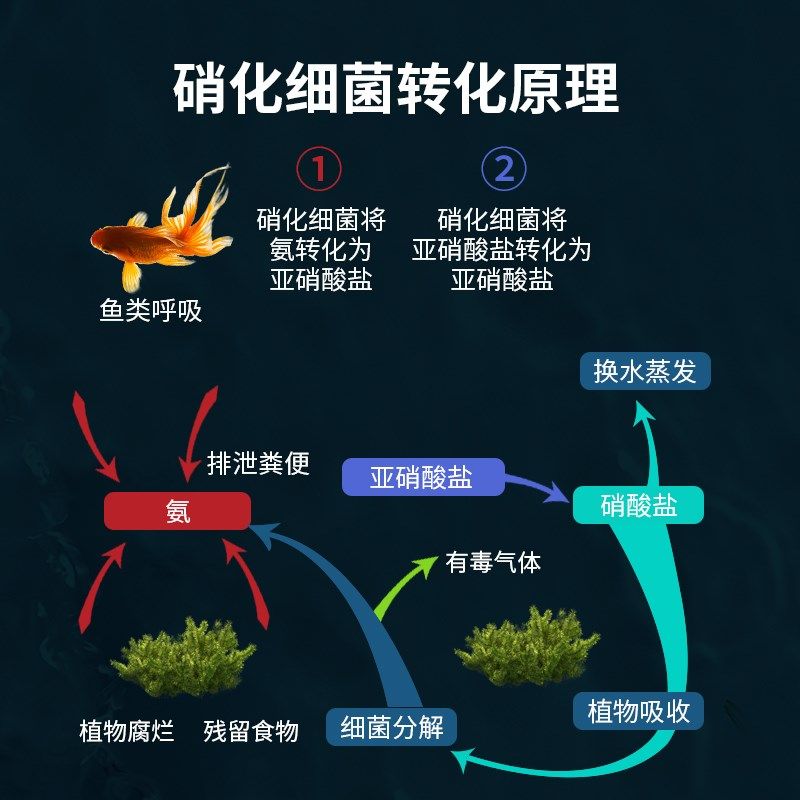 硝化细菌靓鱼宝鱼缸用净水剂养鱼水质稳定净化剂除藻水族消化活菌