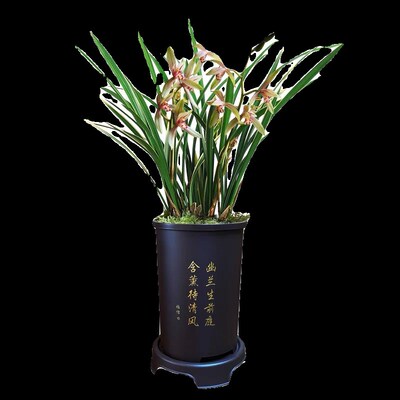 兰花苗 小桃红兰花 建兰四季兰现带花苞浓香金边好养名贵盆栽