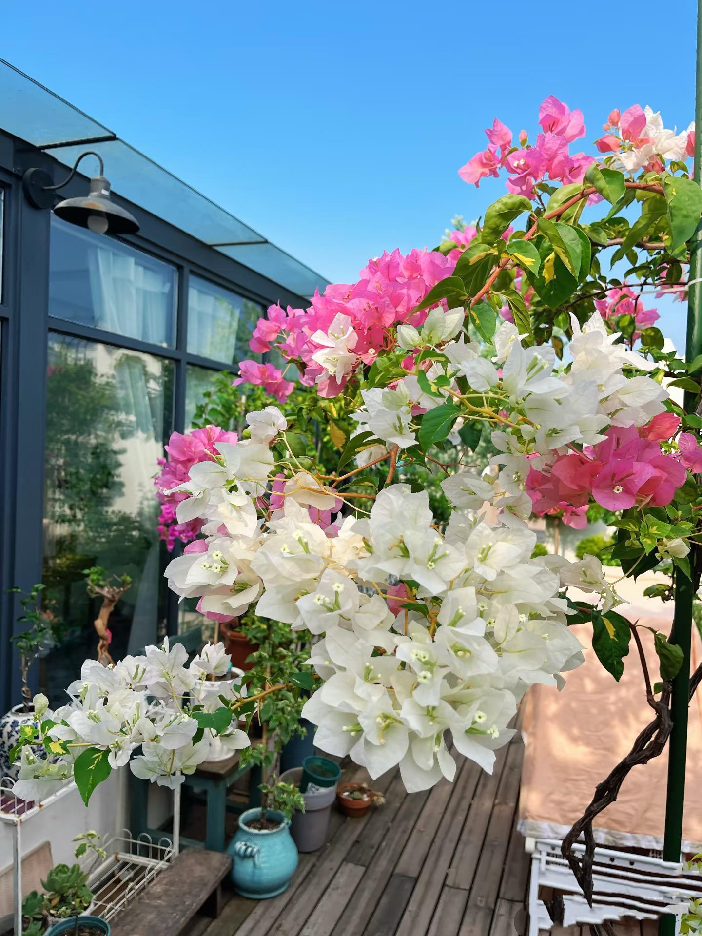 (金心橙白)新品种三角梅开花勤花植物阳台庭院绿植观赏盆栽