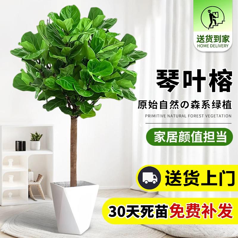 琴叶榕绿植盆栽室内大叶植物棒棒糖老桩树苗客厅造型盆景净化空气