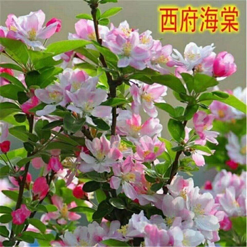 高杆西府海棠花树苗垂丝海棠花卉植物盆栽庭院地栽耐寒耐冻风景树