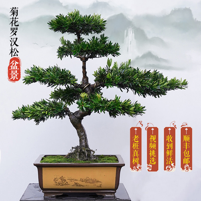 菊花罗汉松盆景迎客老桩真树造型办公室客厅阳台摆放高端绿植盆栽