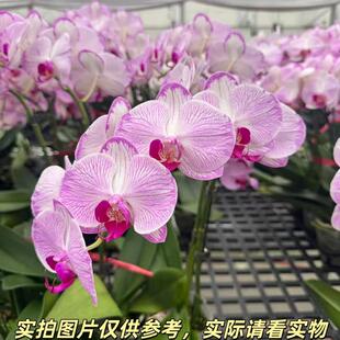花之恋【水蜜桃蝴蝶兰】蝴蝶兰盆栽带花客厅花卉鲜花节日礼物