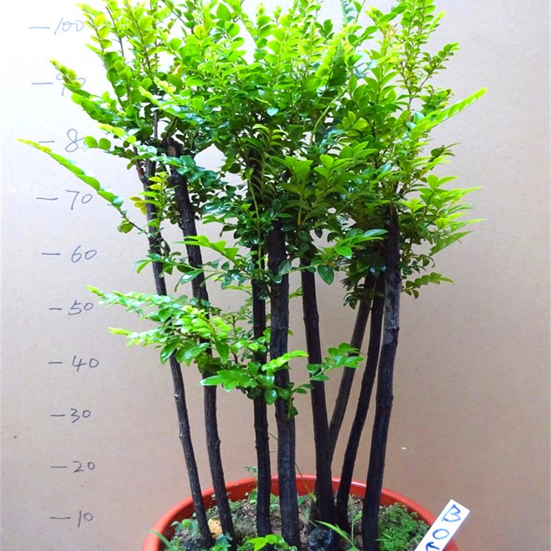 大型盆栽小叶紫檀盆景 四季常青木本植物吸甲醛 客厅摆件庭院绿植