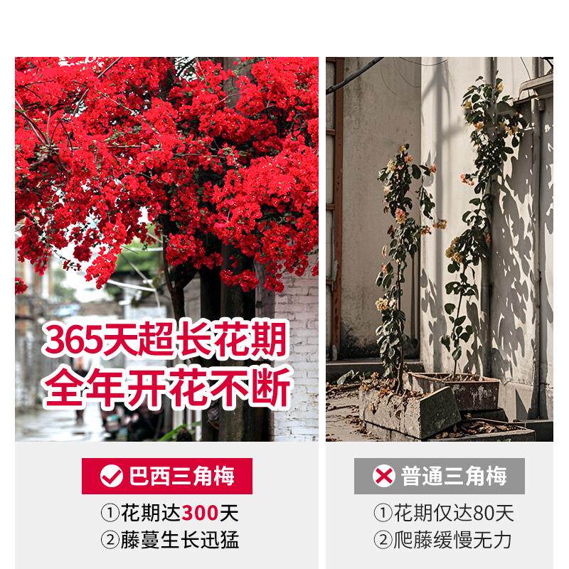 巴西三角梅爬藤四季大苗带花苞发货重瓣盆栽庭院花卉植物开花易活