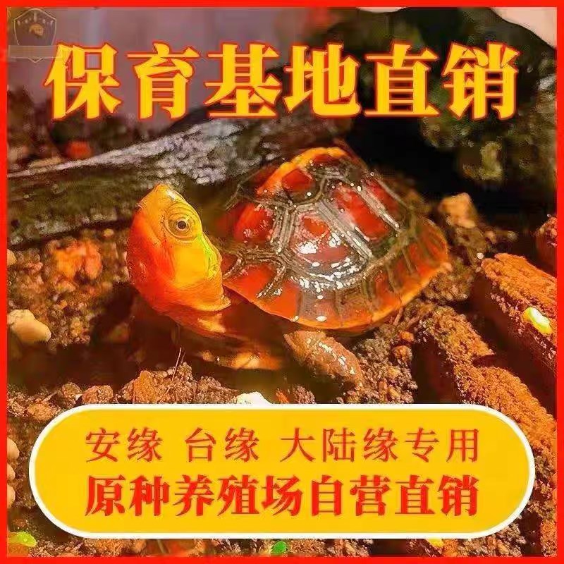 黄缘龟蛋皖南安徽缘浙缘大陆缘台缘高颜值半水可爱宠物龟蛋