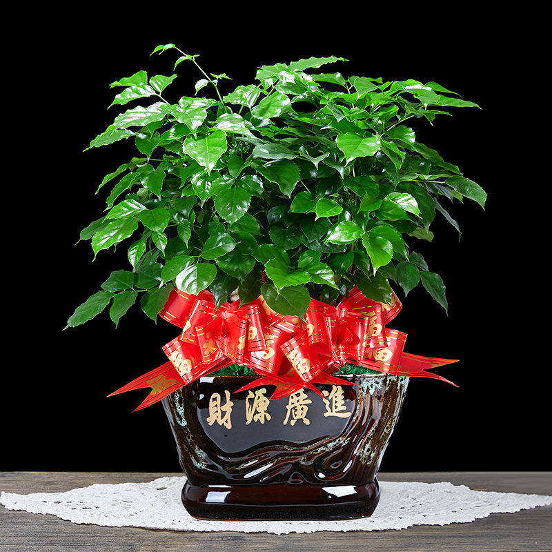 绿宝幸福树盆栽平安发财树植物客厅室内四季常绿桌面绿植花卉盆景