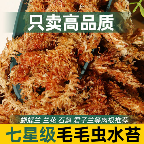 智利进口水苔毛毛虫水苔蝴蝶兰植物兰花土乌龟冬眠保湿干苔藓