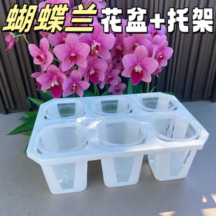 3.5寸6格托架 蝴蝶兰组合盆托架铁皮石斛苗专用盆文心兰控根盆