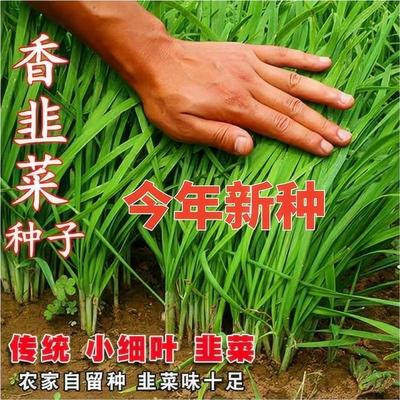 四季韭菜种子老品香小细叶