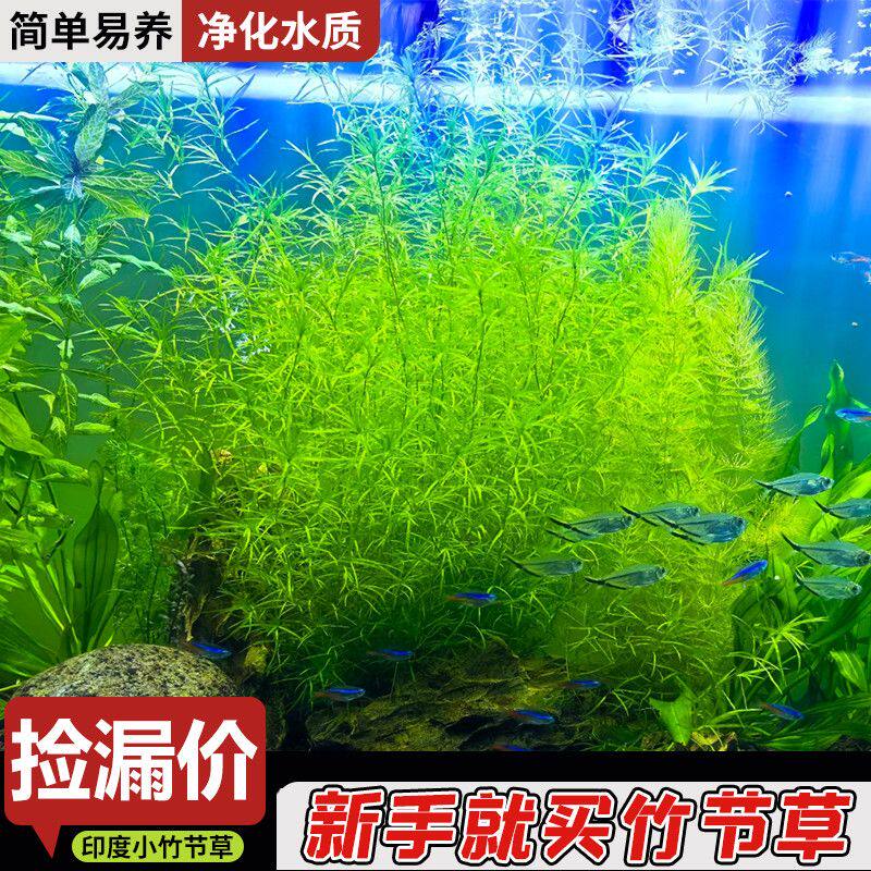 水草印度小竹节草新手好养耐活懒人阴性水草鱼缸装饰造景净化水质