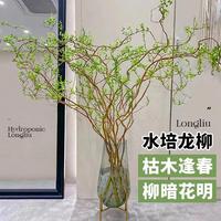 高雅龍柳雪柳鮮枝水培植物客廳綠植盆栽好養(yǎng)干枝帶花苞柳條枝