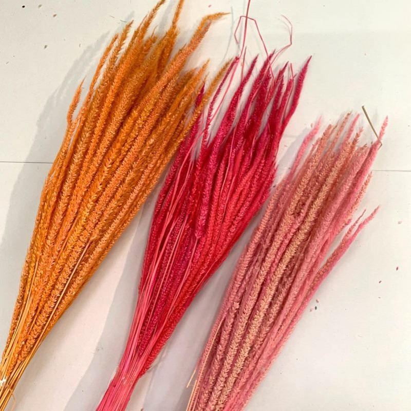 天然植物干花珍珠草 插花 相框 工艺浮游瓶 用品