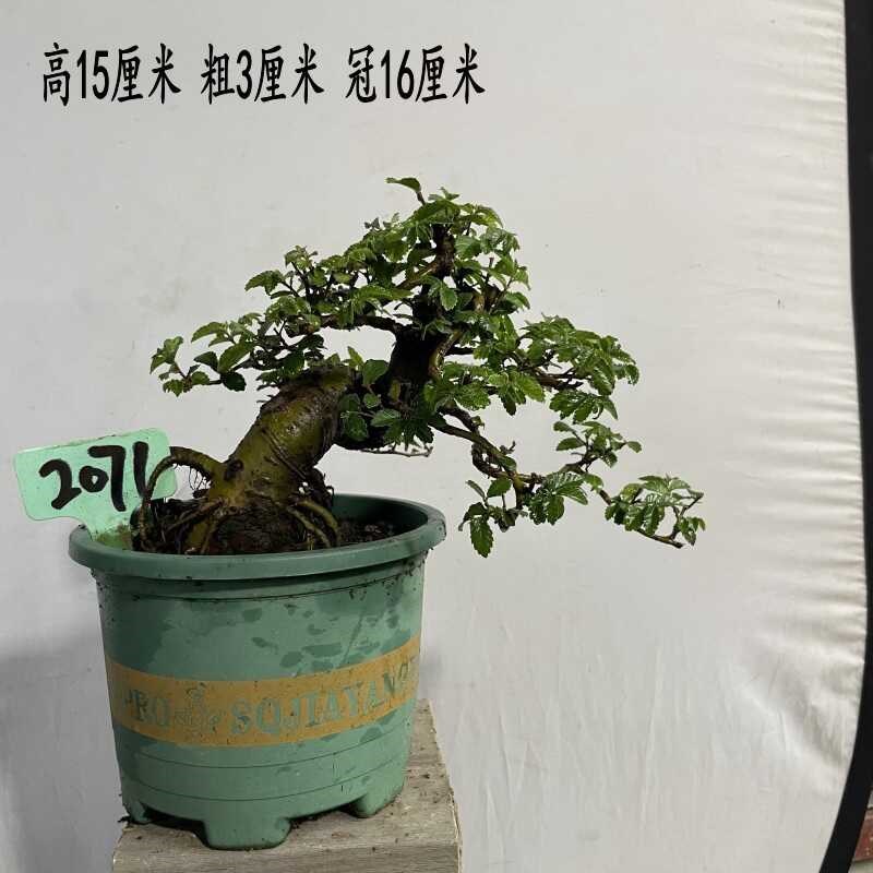 榆树盆景造型榆树盆栽绿植小叶榔榆熟桩老桩小叶榆 基地种植发货