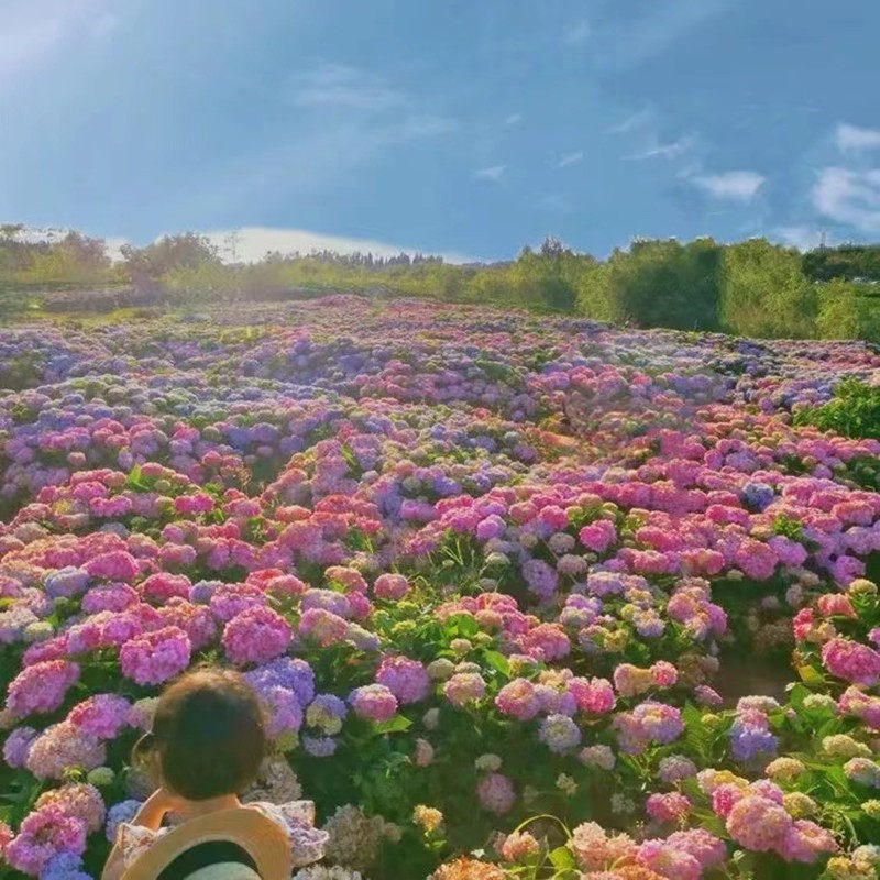 绣球花苗盆栽带花苞无尽夏绣球花阳台庭院花园花卉圆锥绣球石灰灯