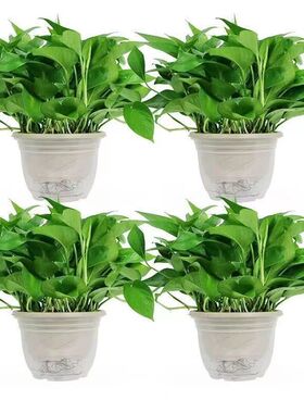绿萝盆栽室内花卉植物吸甲醛绿植水培好养长藤大叶大盘绿箩