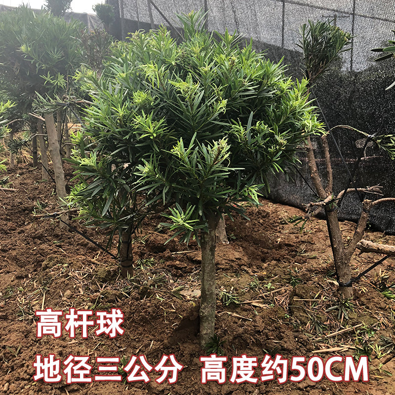 雀舌罗汉松造型素材3公分球型罗汉松庭院盆景 米叶罗汉松大树老桩
