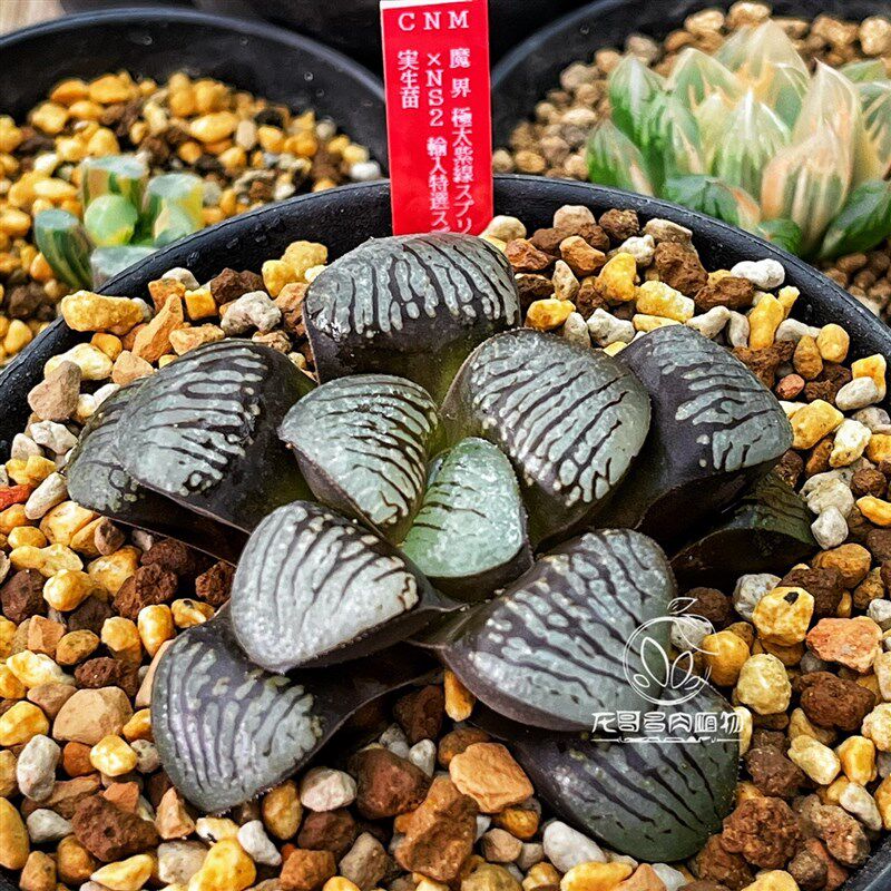 【顺丰】魔界实生 魔子史扑玉露十二卷多肉植物绿植盆栽 一物一拍