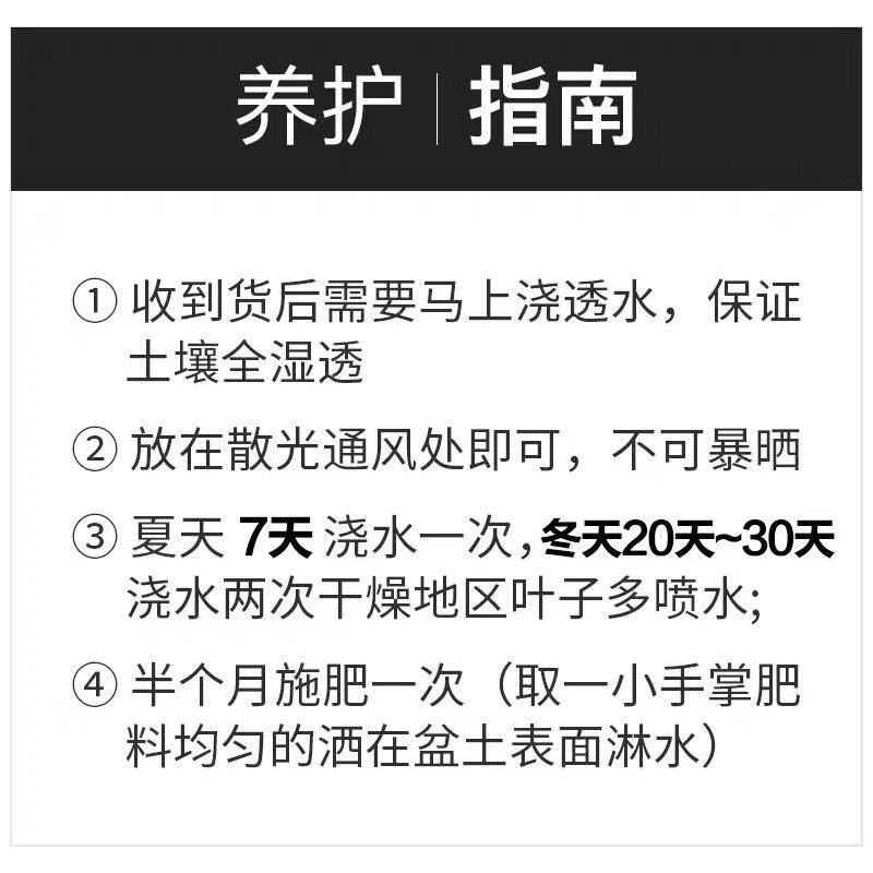 入户绿植造型鸭脚木大盆栽八方来财鹅掌柴净化空气客厅家庭鸭掌木