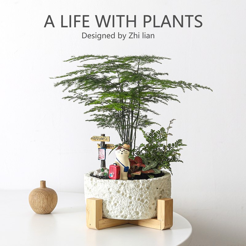 文竹盆栽办公室招财绿植物室内桌面好养创意盆景旺宅送礼礼物花卉