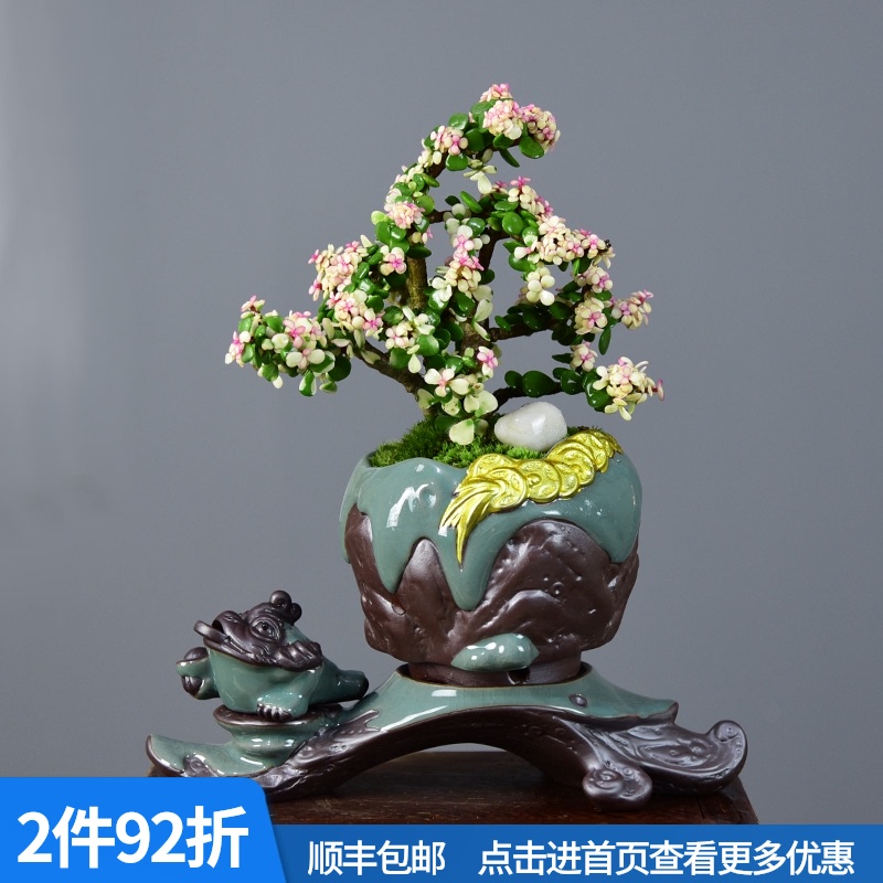 金枝玉叶盆栽老桩造型盆景多肉植物花卉客厅桌面好养四季室内绿植