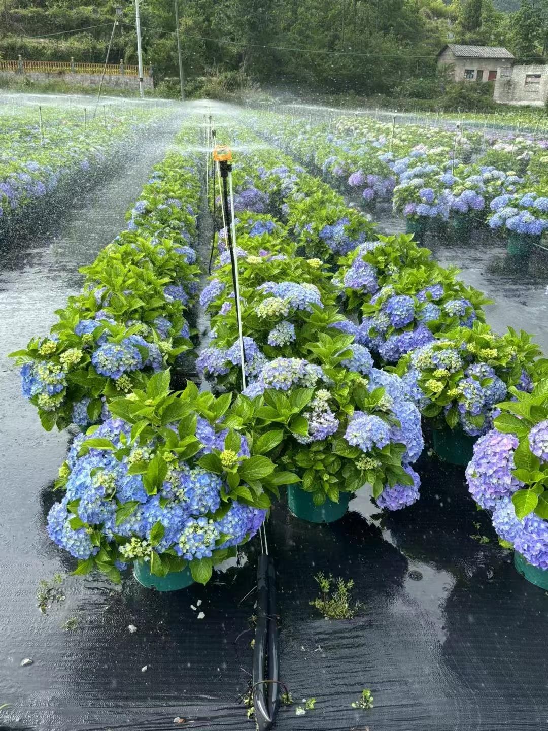 绣球花苗无尽夏绣球花盆栽小苗花手鞠万华镜阳台庭院