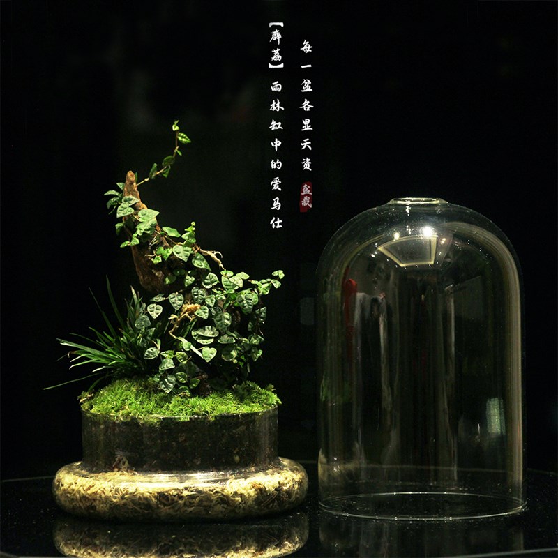 创意办公室桌面室内迷你小盆栽微景观生态瓶闷养植物苔藓雨林缸图片