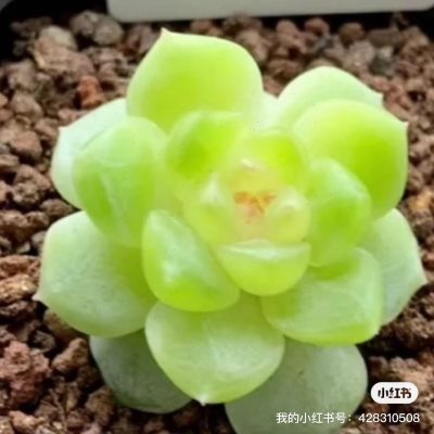 甜心5 小懒懒803拍卖款 叶插苗预/定秋天9月发