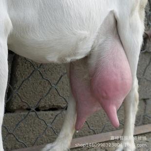 高产奶山羊是什么品种 萨能奶山羊 奶山羊养殖场 黑山羊白山羊