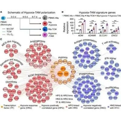 网络药理学分析:药物成分靶点预测、PPI等.可做单药覆方分析等.