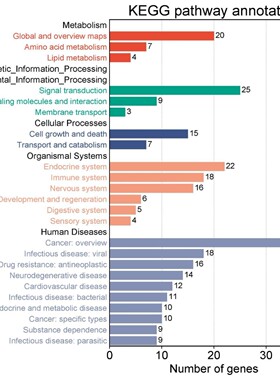 生信TCGA GEO GTEx数据库下载挖掘limma差异分析ppi蛋白互作网络