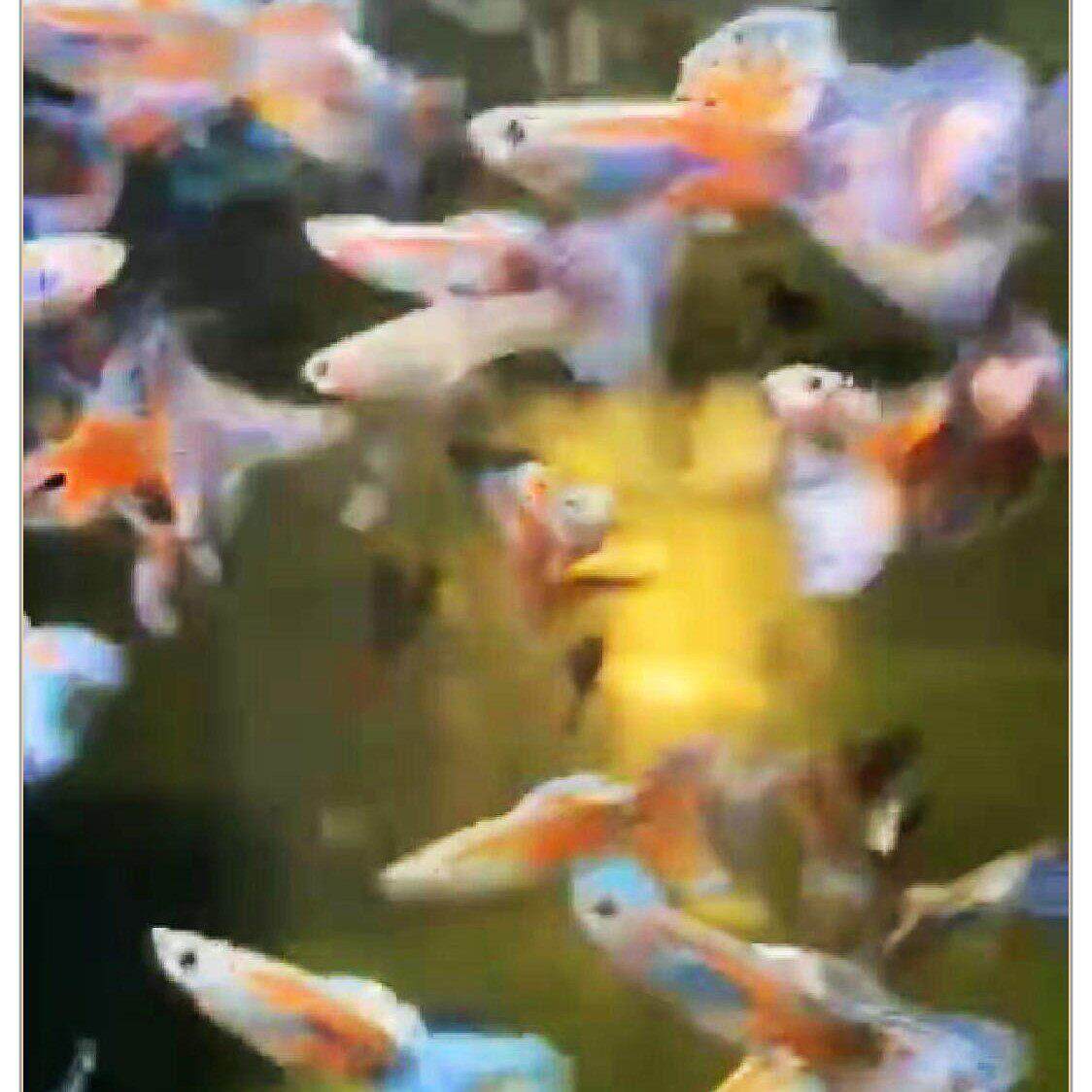 红草尾孔雀鱼