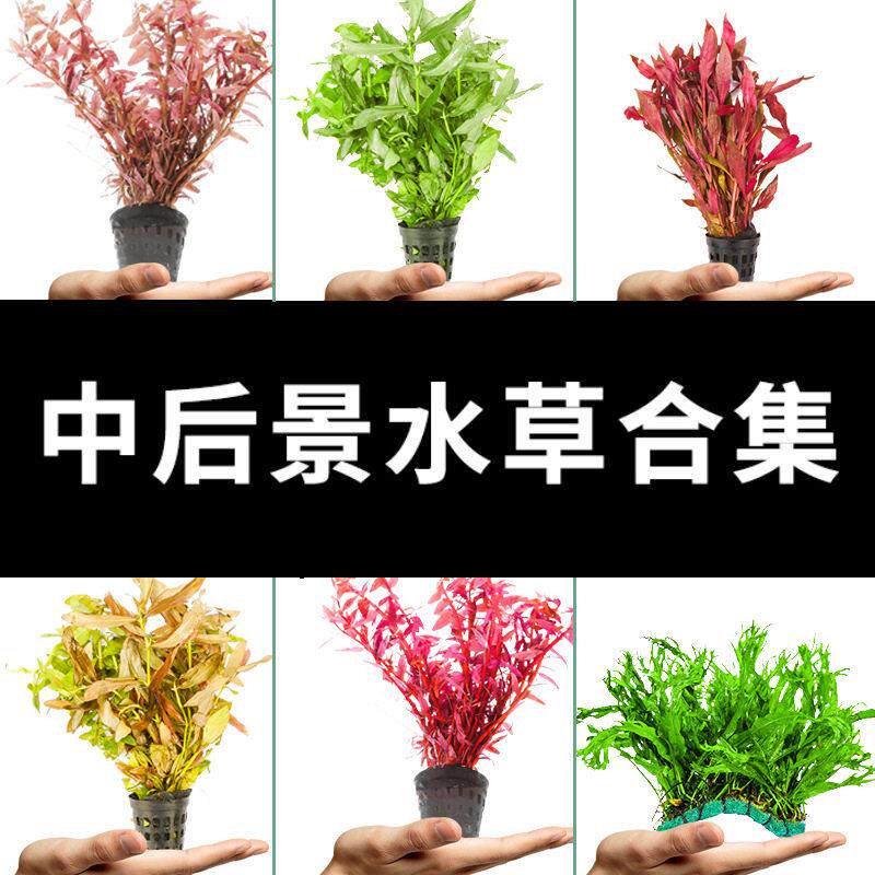 疯狂水草鱼缸草缸前景草水草植物真草阴性中景后景中后景造景套餐
