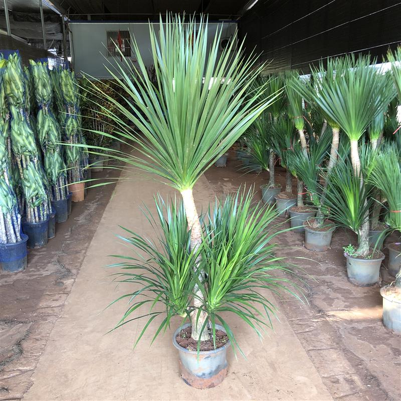老桩龙血树龙须树三头五头多头多叉分枝室内大气高大大型绿植盆栽