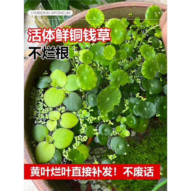 精品大叶铜钱草水培植物古法鱼缸造景真水草净化水质懒人水栽绿植